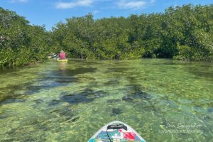 Biscayne Clear Mangrove Channel