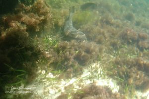 Biscayne Nurse Shark