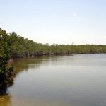 Biscayne NP mangroves