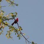Everglades NP cardinal