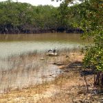 Everglades NP anhinga drying wings