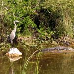 Everglades NP heron and gator