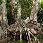 Everglades NP strangler fig