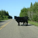 Glacier NP cow on highway
