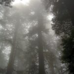 Redwood NP Damnation Creek Trail