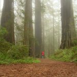 Redwood NP Damnation Creek Trail