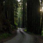 Redwood NP Howland Hills Road