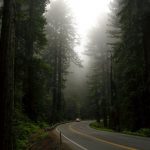 Redwood NP Highway 101