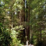 Redwood NP Lady Bird Johnson Grove