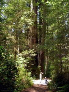 Redwood NP Lady Bird Johnson Grove