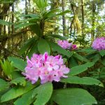 Redwood NP rhododendron