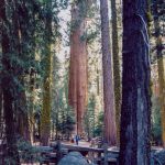 Sequoia NP General Sherman Tree