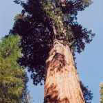 Sequoia NP Sentinel Tree