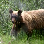 Waterton Lakes NP cinnamon black bear