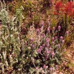 Florissant Fossil Beds NM wildflowers