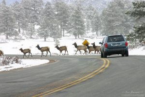 Rocky Mountain NP elk