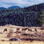 Rocky Mountain NP elk