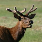 Rocky Mountain NP mule deer