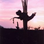 Saguaro NP sunset silhouette