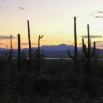 Saguaro NP sunset