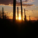 Saguaro NP sunset
