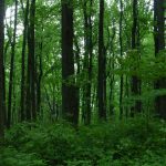 Shenandoah NP forest