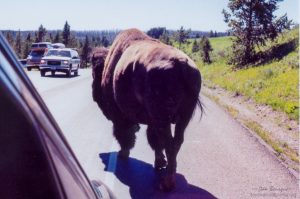 Yellowstone NP bison