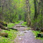 Appalachian Trail in Shenandoah NP