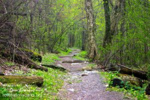 Appalachian Trail in Shenandoah NP