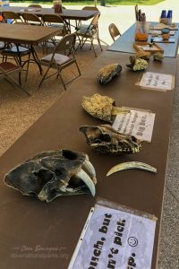 Waco Mammoth Artifacts