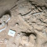 Waco Mammoth Camel Bones