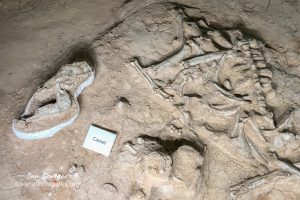 Waco Mammoth Camel Bones
