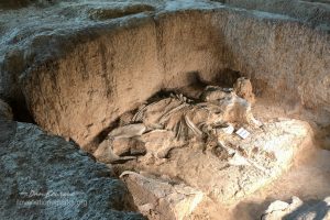 Waco Mammoth Female Bones