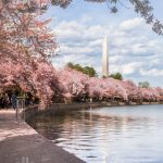 National Mall Cherry Blossoms