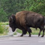 Wind Cave Male Bison
