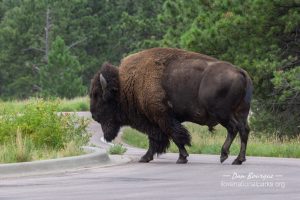 Wind Cave Male Bison