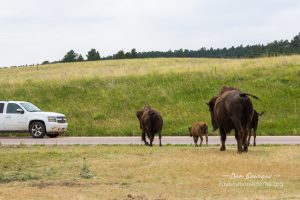 Wind Cave Bison Crossing