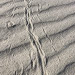 White Sands Animal Tracks