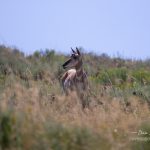 Grand Teton antelope