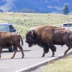 Yellowstone bison crossing