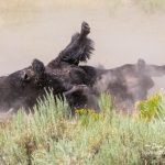 Yellowstone bison dust bath