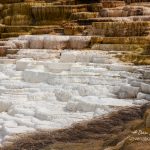 Yellowstone Mammoth Mound Spring