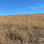 Tallgrass Prairie grass