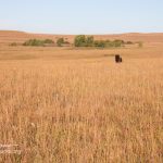 Tallgrass Prairie bison