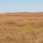 Tallgrass Prairie bison herd
