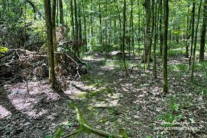 Shiloh Indian Mounds Interpretive Trail