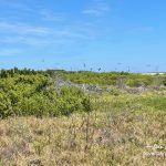 Dry Tortugas Bird Area