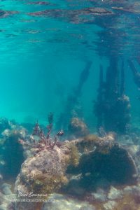 Dry Tortugas Snorkeling