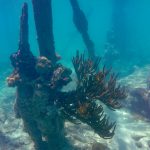 Dry Tortugas Snorkeling Coral