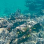 Dry Tortugas Wreckage